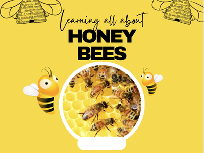 honey bee program