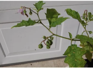 Potted green plant with hanging small pink bell-shaped flowers in front of white garage door
