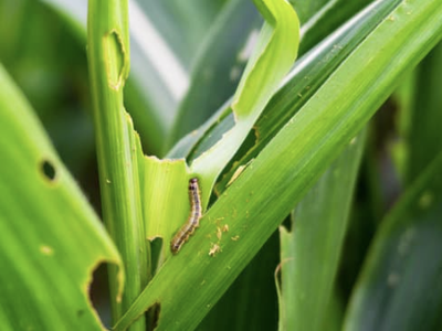 Small brown caterpillar on a green leaf with visible chew damage