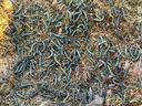 Numerous striped caterpillars crawling on dry grass and soil