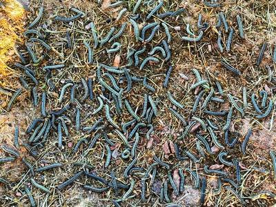 Numerous striped caterpillars crawling on dry grass and soil