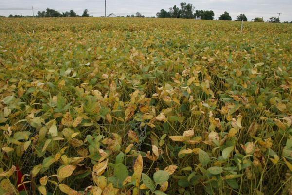 Soybean field with yellowing leaves under overcast sky