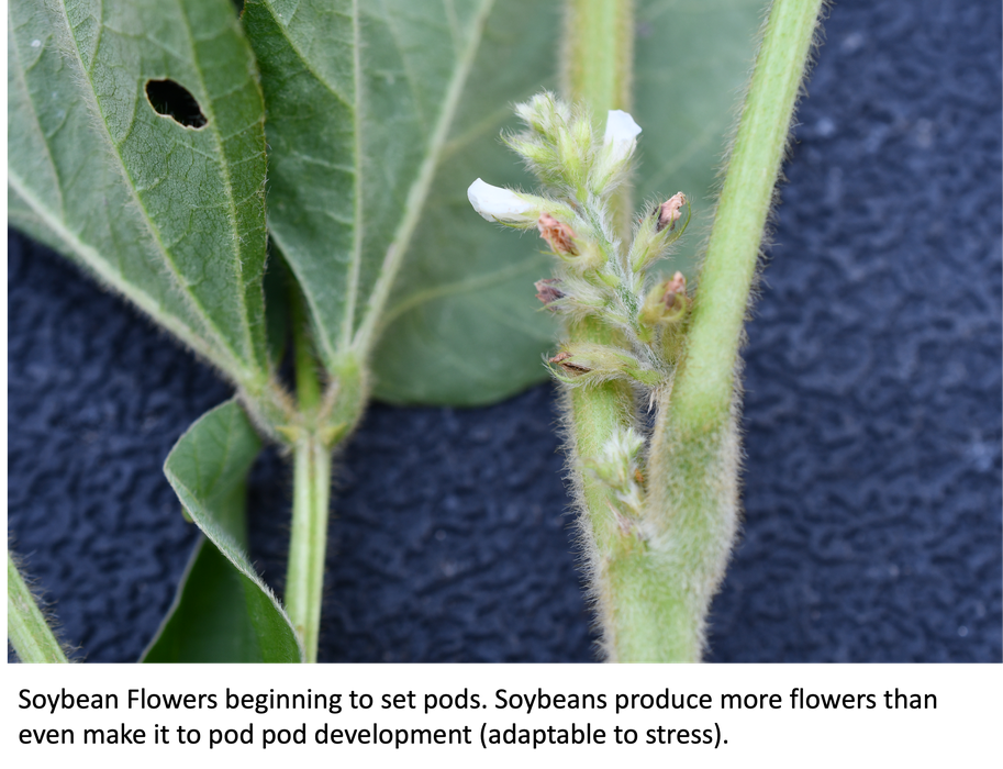 Soybean flowers beginning to set pods. Soybeans produce more flowers than even make it to pod due to pod development being adaptable to stress.