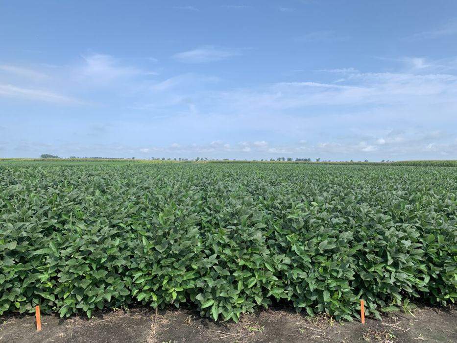 Soybean Field