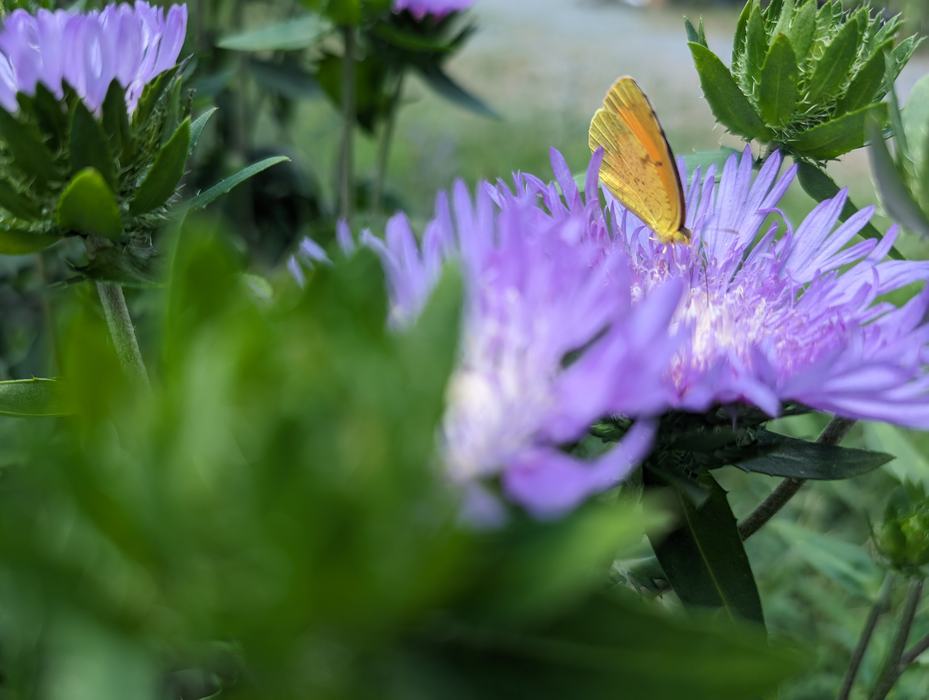 Sulphur butterfly on Stokes Aster_Photo by Amanda Bratcher
