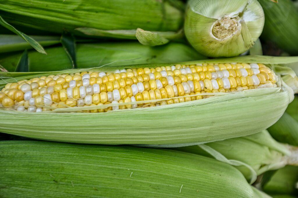 Sweet Corn from NC