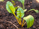 Swiss Chard Seedlings