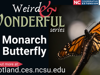Monarch butterfly on twig; text: "Weird & Wonderful series" and "Monarch Butterfly", scotland.ces.ncsu.edu