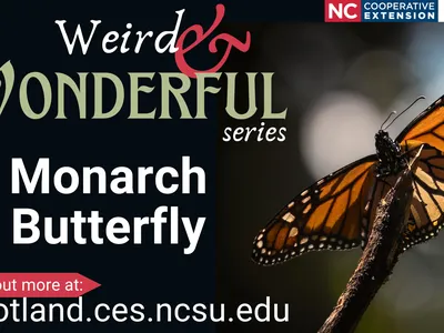 Monarch butterfly on twig; text: "Weird & Wonderful series" and "Monarch Butterfly", scotland.ces.ncsu.edu