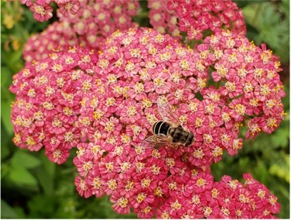 Bee feeding on cluster of small pink yarrow flowers