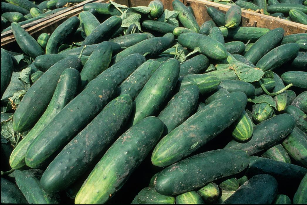 Cucumbers in a crate.