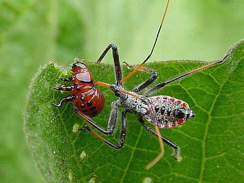 Assassin Bug Attacking Colorado Potato Beetle