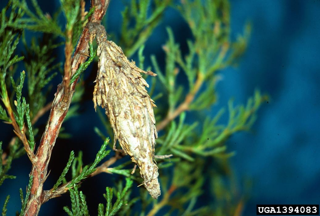 Bagworm case hanging from evergreen twig; label "UGA1394083" in lower corner