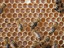 Honeybees on a honeycomb