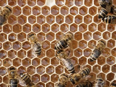 Honeybees on a honeycomb