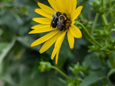 “Pollinators are under threat.” We hear it more and more from scientists and the news. If you haven’t heard, you’ve probably at least noticed that your windshield has stayed a lot cleaner over the last couple of decades. What is important to understand fr