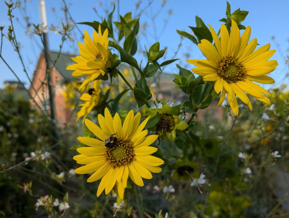 bumble bee on rosinweed