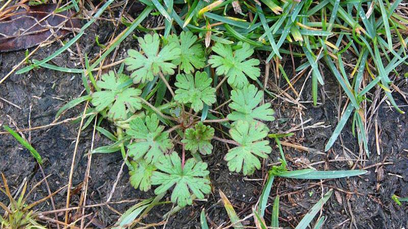 Turf Weeds - Carolina Geranium