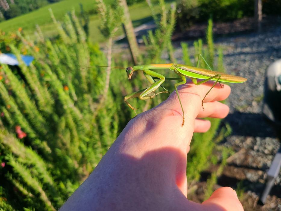 chinese praying mantis_Photo by Amanda Bratcher