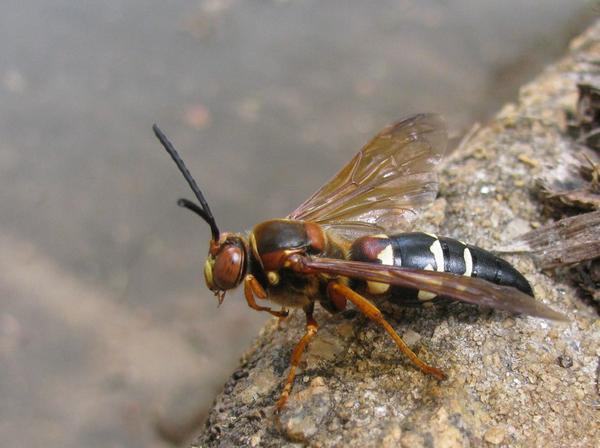 A male cicada killer wasp. 