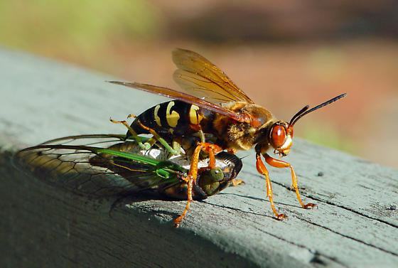 Cicada killer wasp atop a green insect.