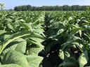 Rows of green tobacco plants growing in cultivated field with tree line and clear sky