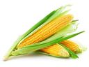 An ear of corn isolated on a white background