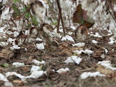 Cotton plants with open white bolls and cotton scattered on the ground among dry leaves