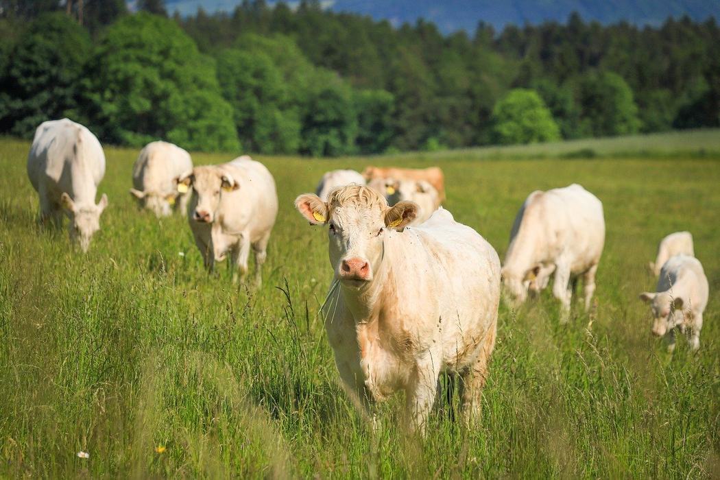 Cow Grazing