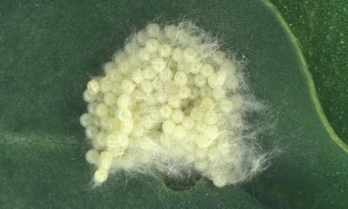 White egg masses on backside of leaf.