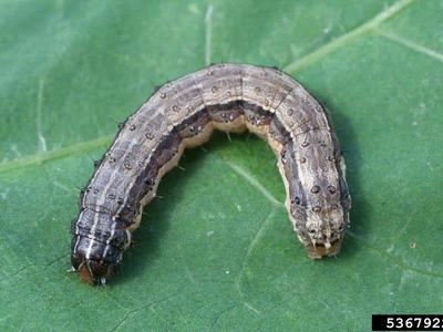 fall armyworm Russ Ottens, University of Georgia, Bugwood