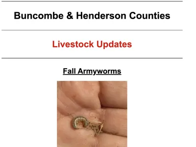 fall armyworm