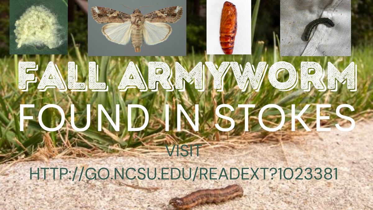 Fall Armyworrm