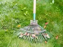 Fall Lawn with Rake and Leaves