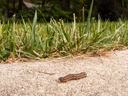 Fall armyworm larva on concrete sidewalk by turf grass.