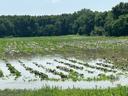 flooded field of potatoes