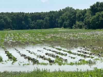 flooded field of potatoes