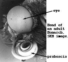 The eye and head of a butterfly.