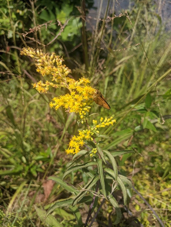 Goldenrod flowers with a brown skipper butterfly perched and feeding on blooms