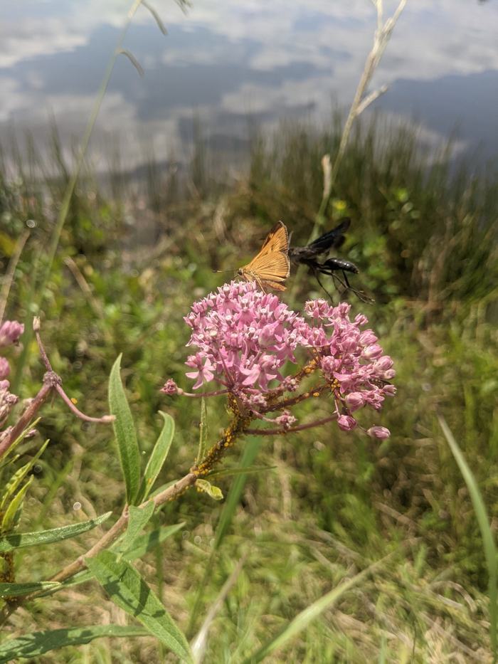 Orange skipper butterfly perched on pink milkweed-like flower at pond edge