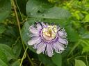 Purple and white passionflower (Passiflora) blooming on green vine leaves