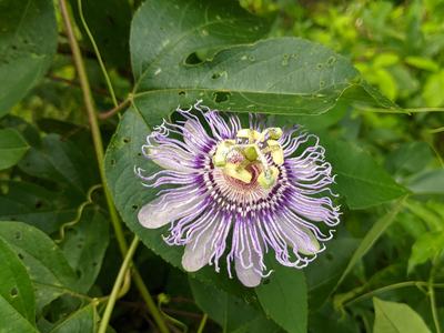 Purple and white passionflower (Passiflora) blooming on green vine leaves