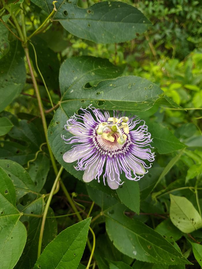 Purple and white passionflower (Passiflora) blooming on green vine leaves
