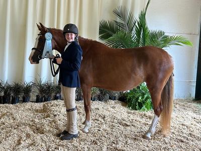 A girl stands beside a horse with a light blue ribbon.