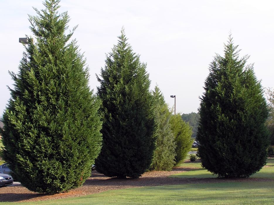 Three tall evergreen trees on a grassy lawn with lamp posts and parked cars behind
