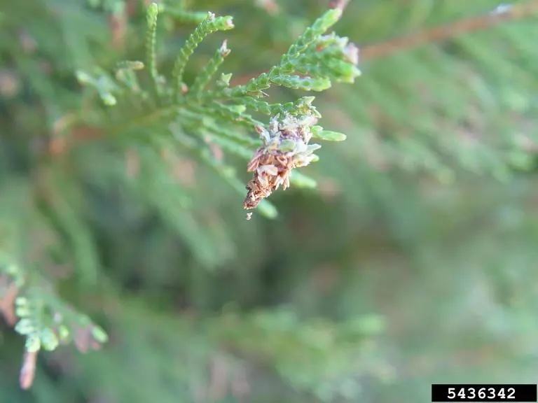 Close-up of evergreen branch with a small brown cone-like bud; label "5436342"