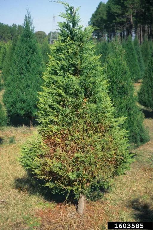 Conical evergreen tree in a field of similar trees; label "1603585" in corner.