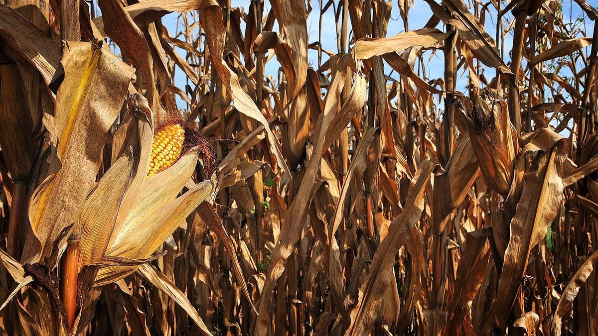 Field of Corn in NC