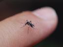 mosquito on finger