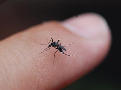 mosquito on finger